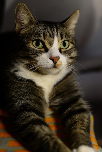 chat gris aux yeux verts se repose sur le gros plan du canapé