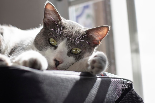 Le chat gris et blanc le plus mignon allongé sur un sac d'ordinateur portable Éclairage de la fenêtre Mise au point sélective