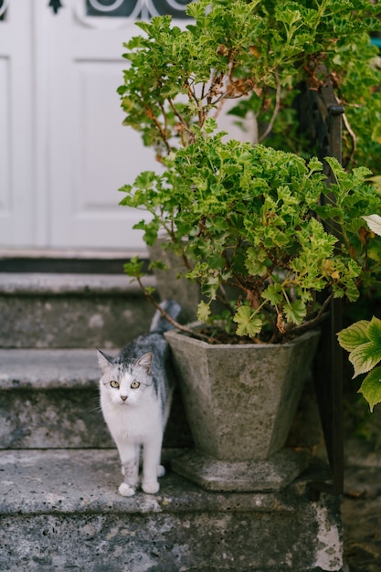 Un chat gris et blanc se tient sur le porche à côté d'un pot de fleurs.