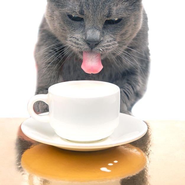 Le chat gris boit du lait frais d'un concept de petit déjeuner fait maison de tasse blanche avec l'animal préféré