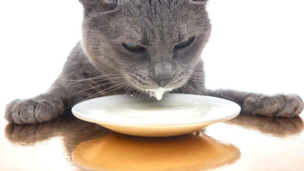 Le chat gris boit du lait frais à partir d'un concept de petit-déjeuner fait maison avec une assiette blanche avec un animal préféré