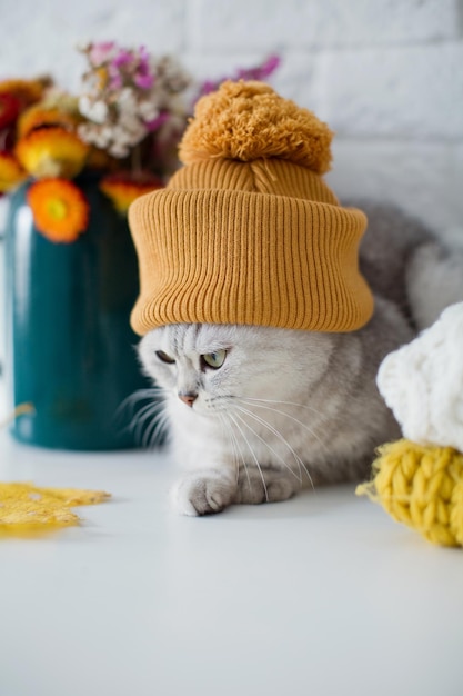 Chat gris en bonnet tricoté d'automne