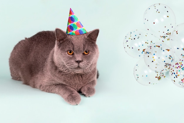 Chat gris britannique en chapeau de fête à pois et ballons sur fond bleu clair.