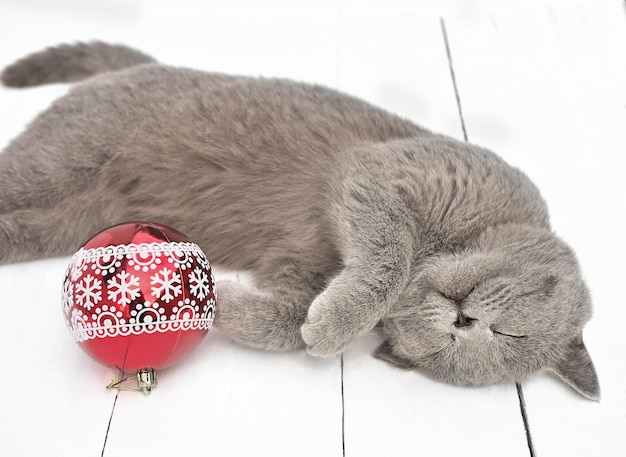 chat gris british shorthair dormant à côté d'une boule de noël rouge sur un sol rustique blanc fête de vacances avec de jolis cadeaux pour animaux de compagnie pour chat