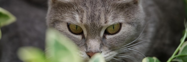 Le chat gris chasse dans l'herbe sur la rue