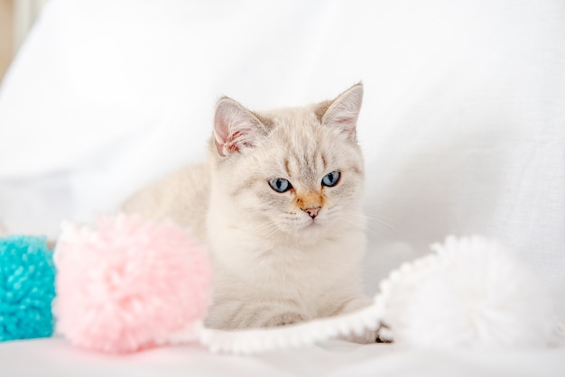 un chat gris clair est allongé sur un lit sur un drap blanc et joue avec les enchevêtrements