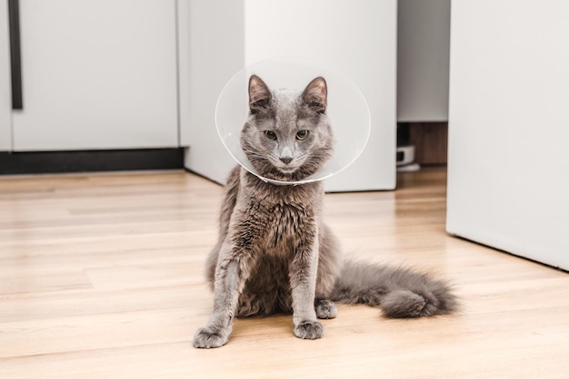 Un chat gris en collier après une opération