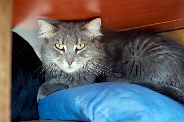 Un chat gris couché sous une table