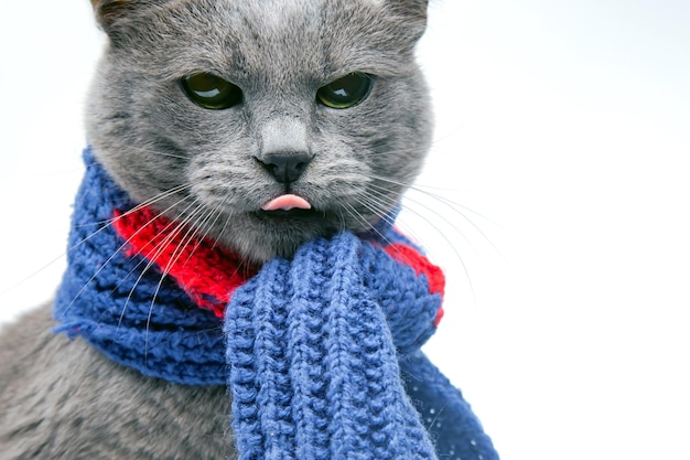 Chat gris dans une écharpe chaude tricotée colorée sur fond blanc Chaleur et confort des animaux de compagnie