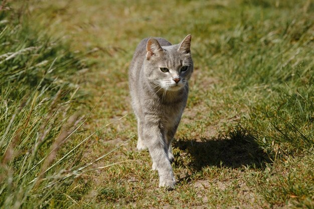 Photo un chat gris dans l'herbe verte