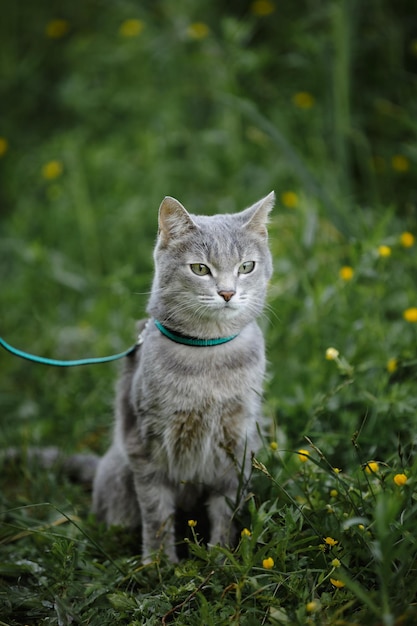 Photo un chat gris dans l'herbe verte