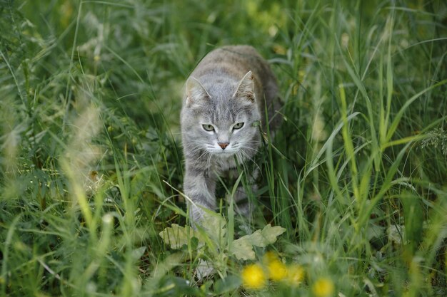 Photo un chat gris dans l'herbe verte