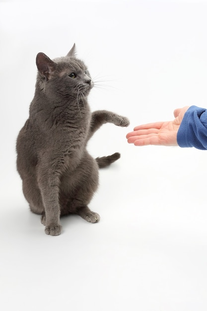 Le chat gris donne une patte dans la paume de la personne