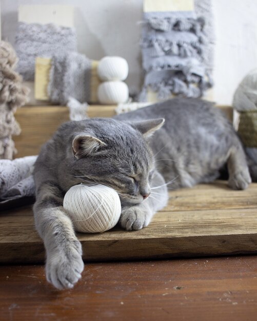 Photo un chat gris dort sur une boule de poils