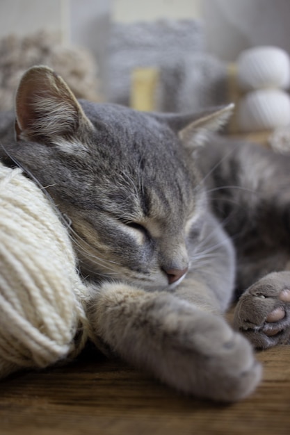 Un chat gris dort sur une boule de poils