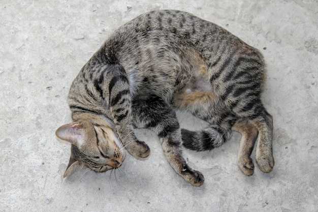 Chat gris dort sur du ciment