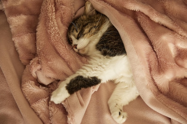 Un chat gris dort à la maison sous une couverture chaude avec une couverture sur le lit