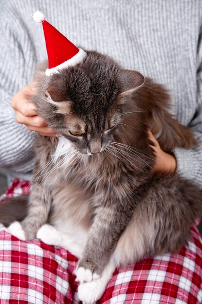 Chat gris drôle joue avec la saison de Noël de jouets de Noël et le nouvel an