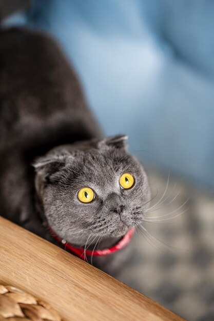 Chat gris drôle Scottish fold dans un bandana de cowboy rouge à la maison