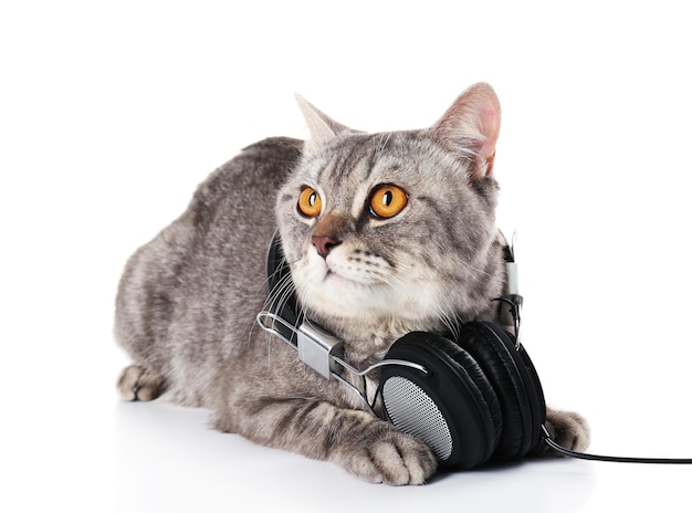 Chat gris avec écouteurs isolé sur fond blanc