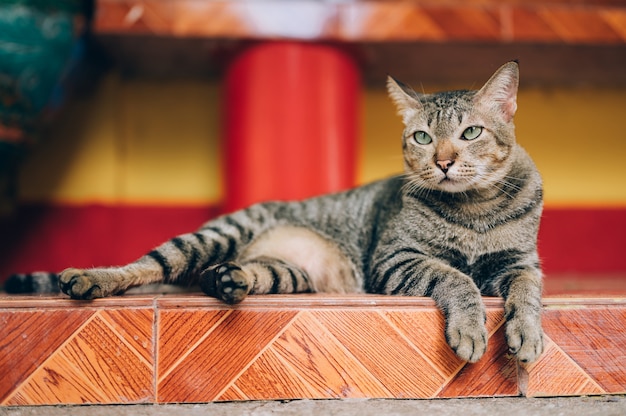 Chat gris errant regardant la rue