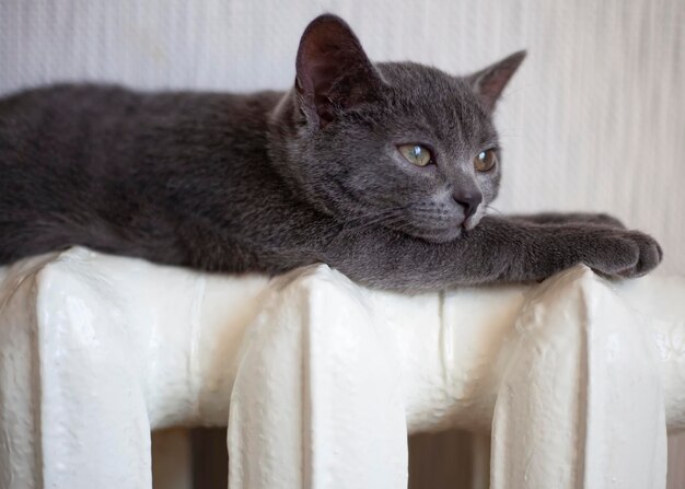 Un chat gris est allongé sur un radiateur blanc et se réchauffe Le chat regarde le thermostat de la batterie Le concept de manque de chauffage dans les bâtiments résidentiels en Europe