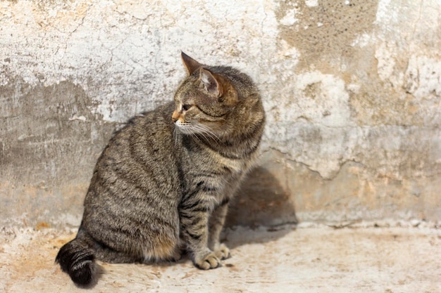 Un chat gris est assis dans la rue près d'un vieux mur de béton