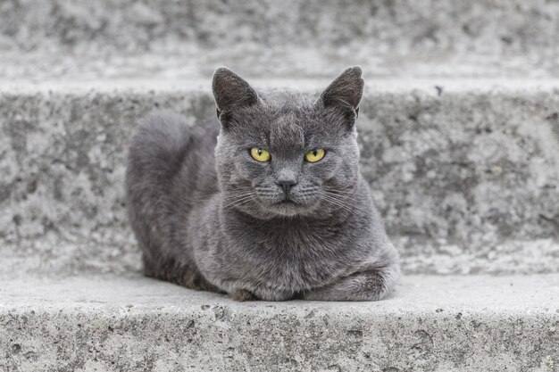 Un chat gris est assis sur les escaliers en béton