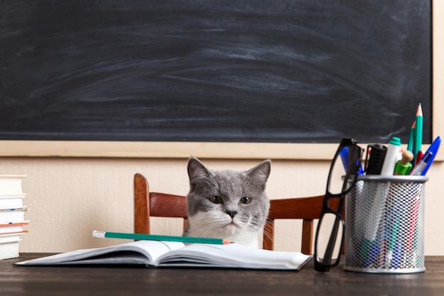 Chat gris est assis à une table avec des livres et des cahiers, étudiant à la maison.