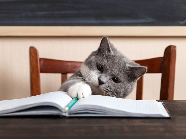 Chat gris est assis à une table avec des livres et des cahiers, étudiant à la maison.