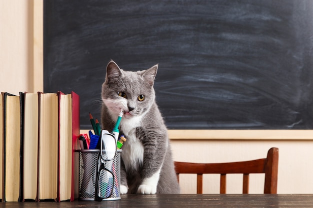 Chat gris est assis à une table avec des livres et des cahiers, étudiant à la maison.