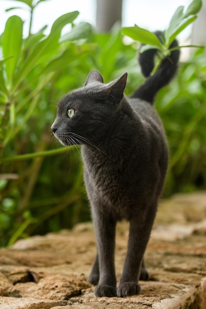 Le chat gris est debout et regarde au loin