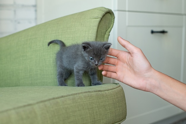 Chat gris sur un fauteuil vert. Chaton sur les meubles. animaux dans la maison.