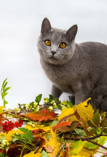 Chat Gris Avec Des Feuilles D'automne. Chat Gris Avec Des Feuilles D'automne.