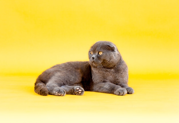 Chat gris fold adulte Scottish fold se trouve sur un fond jaune. Studio photo