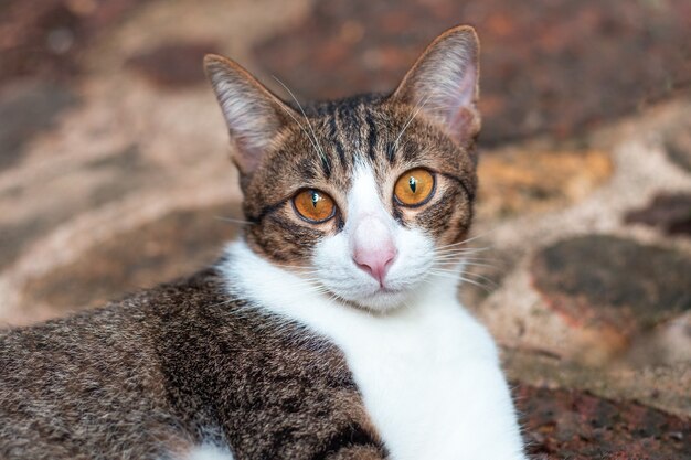 Chat gris avec une fourrure blanche et grise et des yeux jaunes