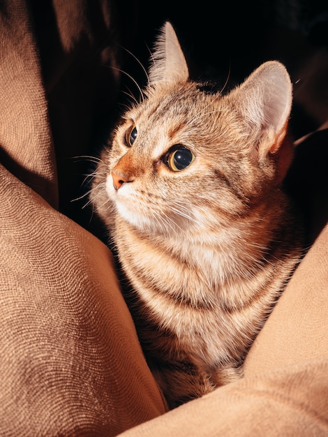 chat gris avec de grands yeux verts se trouve dans une chaise sac brun