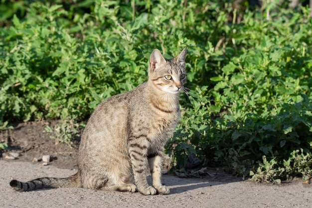 Chat gris sur l'herbe