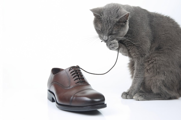 Le chat gris joue avec une chaussure marron pour homme en dentelle classique sur blanc