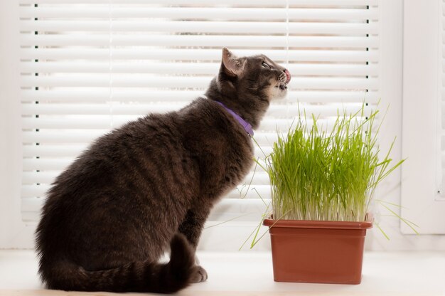 Chat gris léchant ses lèvres sur le rebord de la fenêtre