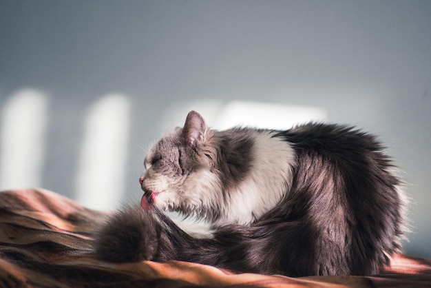 Chat gris lèche une patte