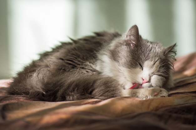 Chat gris lèche une patte