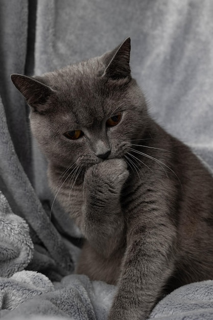 Le chat gris lèche sa patte.