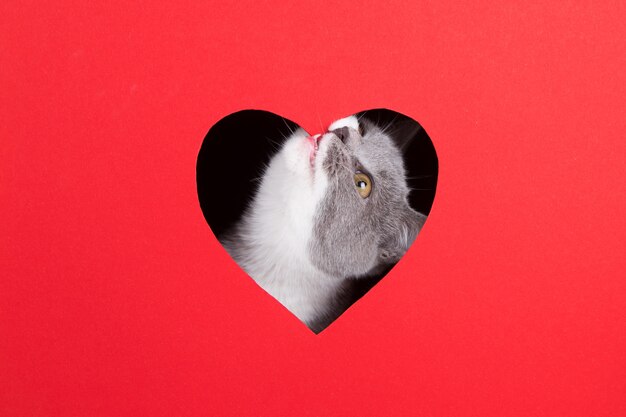 Chat gris lorgne hors du trou en forme de coeur sur fond rouge. Concept de la Saint-Valentin