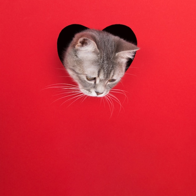 Chat gris lorgne hors du trou en forme de coeur sur fond rouge. Concept de la Saint-Valentin