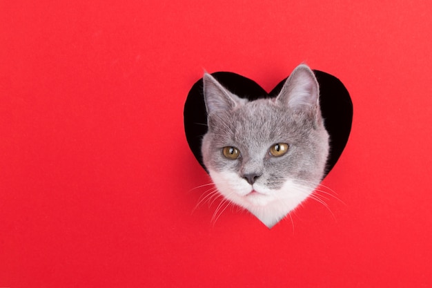 Chat gris lorgne hors du trou en forme de coeur sur fond rouge. Concept de la Saint-Valentin