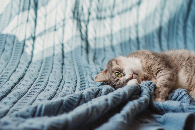 Un chat gris ludique aux yeux verts se trouve sur un plaid tricoté bleu