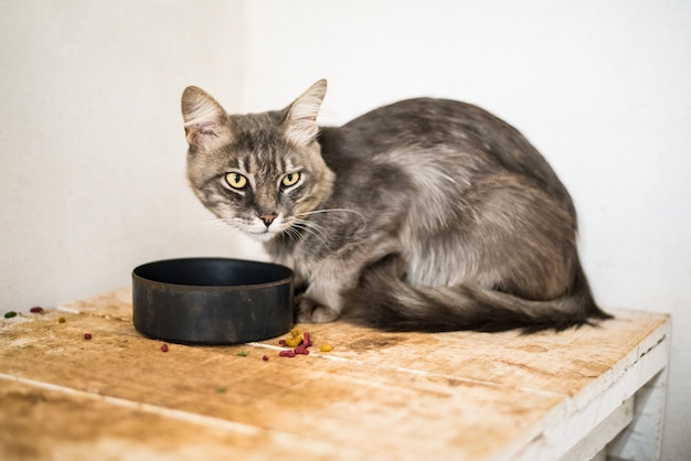 Chat gris mangeant des aliments