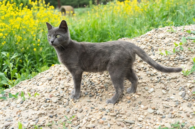 Chat gris marchant dehors un jour d'été Portrait d'un chat mignon Le chat restant dans une grande herbe verte