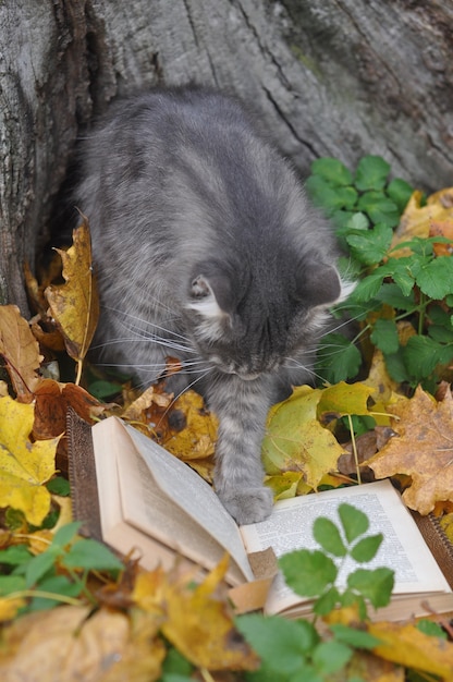 Chat gris mignon lit un livre en fond d'automne